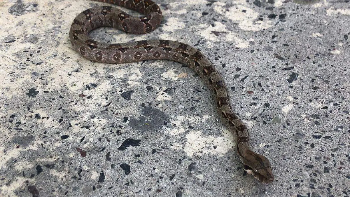 Boa constrictor causó tremendo susto en calles de Veracruz